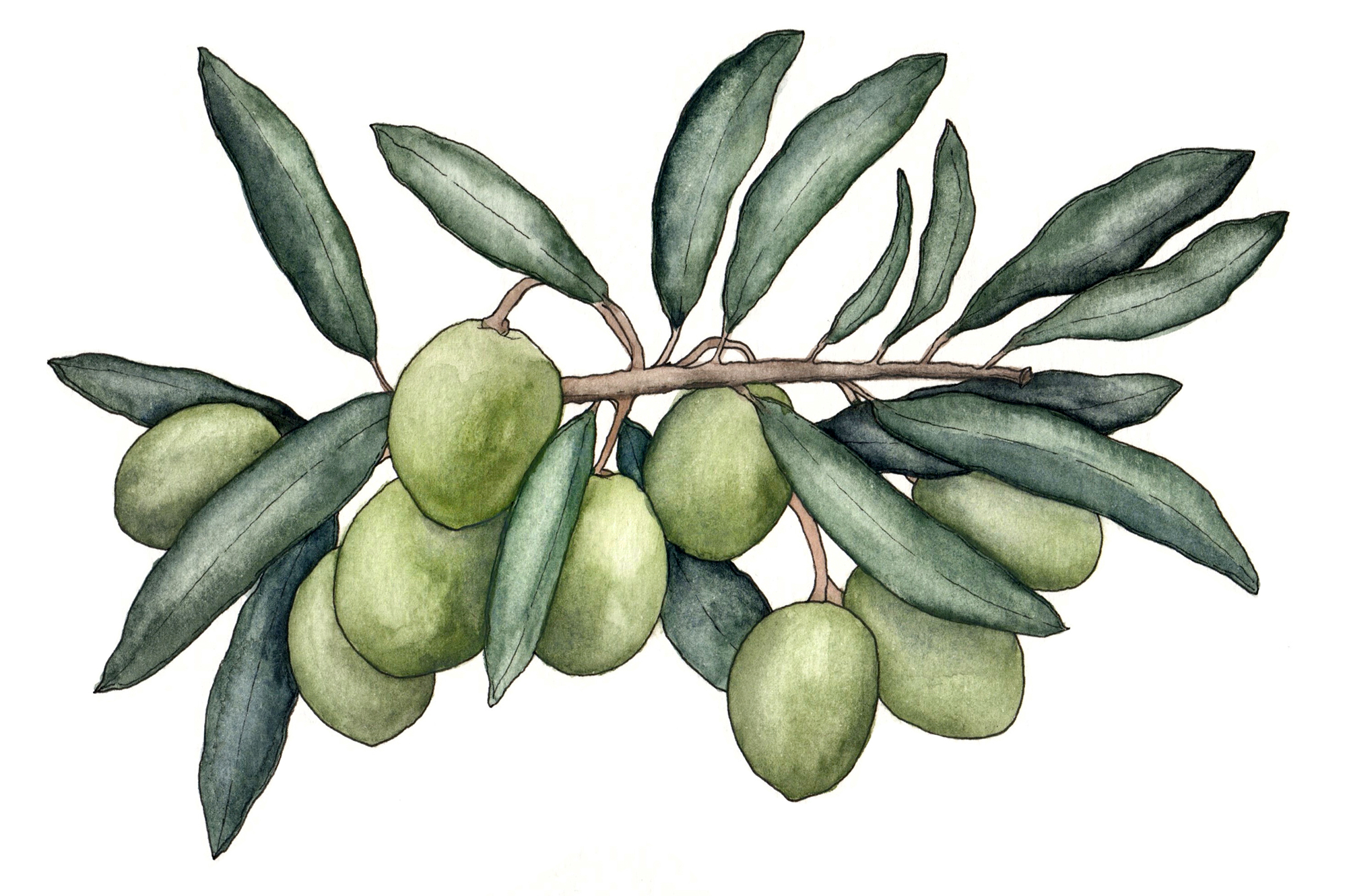 Candace Rose Rardon Illustrations for Discovering Olive Oil